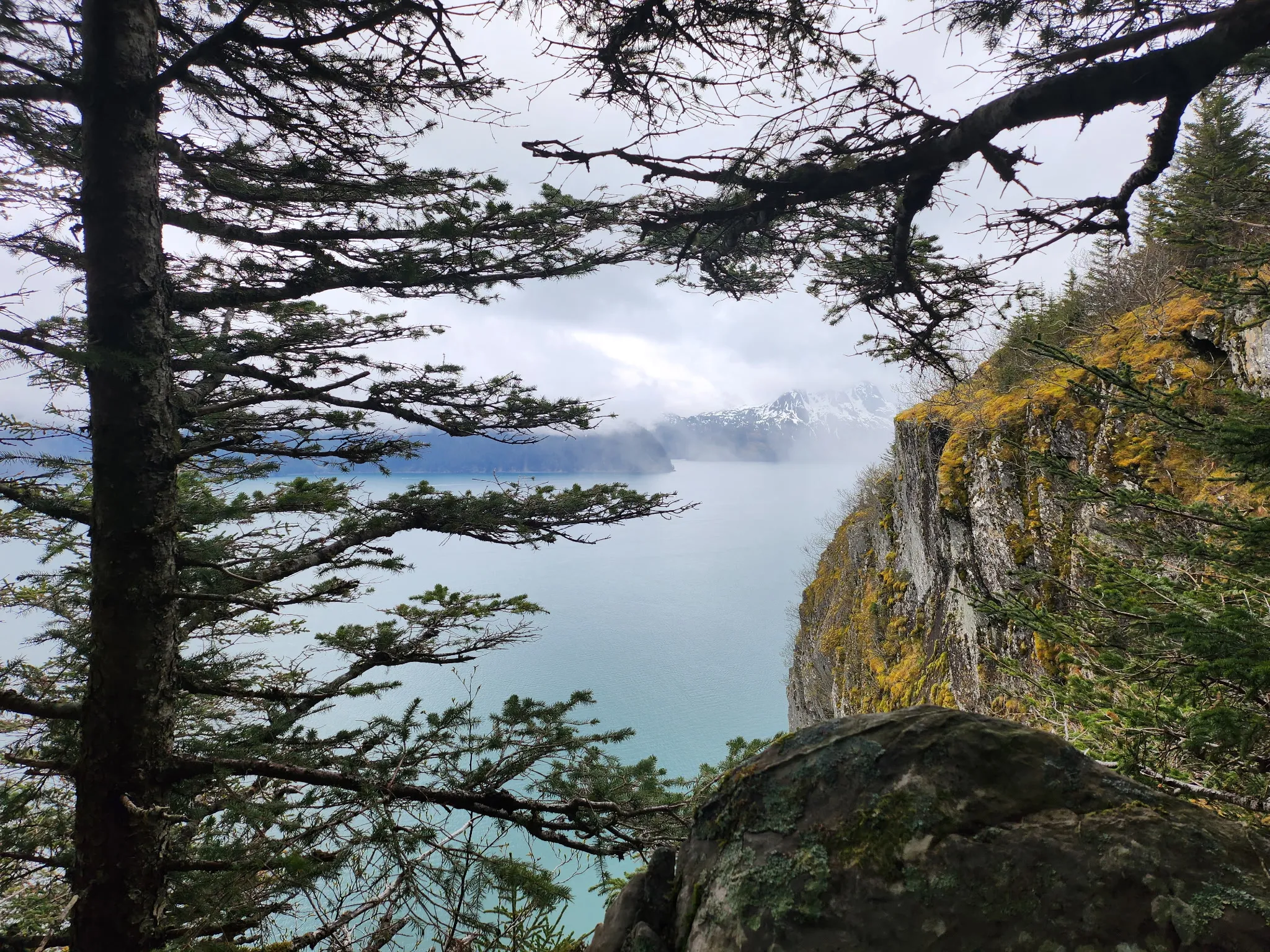 A moody coastal fjord with snow peaks half-wrapped in cloud, seen through spruce
